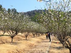 -南国桃园旅游度假区