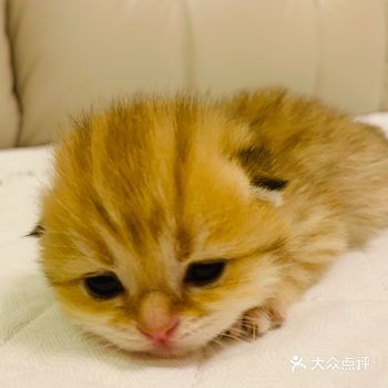 三隻死寶貝的眼睛都睜開了～ 圓滾滾的似乎自帶眼線跟雙