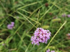 -渭河城市绿地运动公园