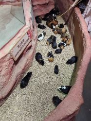 -Zoolung Zoolung动物主题公园(海信广场店)