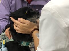 -美联众合动物医院·24h转诊中心