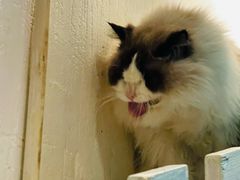 -猫小院猫主题咖啡厅(北锣店)