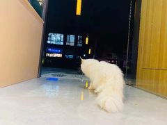 -山宅一喵德文卷毛猫舍