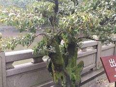 -南华禅寺