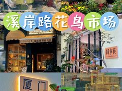 -溪岸路花鸟市场