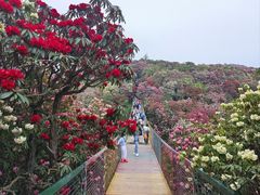 -贵州百里杜鹃风景名胜区