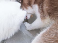 -星多哈·狗咖·拼豆·咖啡