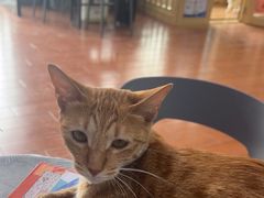 -千城康桥宠物医院·猫科·骨科·心脏