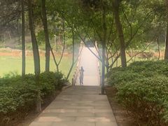 -铁山坪森林公园