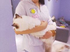 -喵的天空名猫咖啡馆·撸猫·猫舍·用品