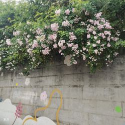 -艾薇芭蕾艺术中心