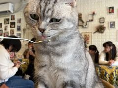 -平行世界·猫咖(首经贸店)