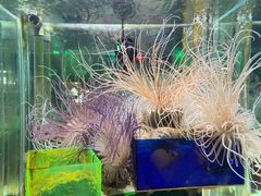 -太平洋海底世界