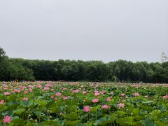 -东郊湿地公园