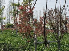 -昆山城市生态森林公园