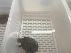 -灵龟之家百象馆(百象馆联合旗舰店)