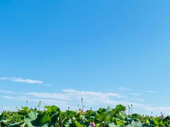 -洪湖生态旅游区