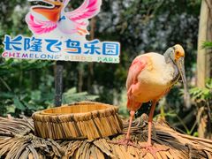 -广州长隆野生动物世界