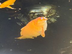 -长春观