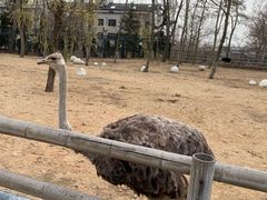 -大连森林动物园