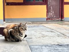 -龙华寺