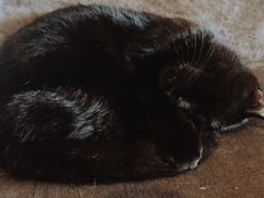 -喵园·猫主题咖啡厅·撸猫·猫咖(国贸店)