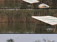 -盐城丹顶鹤湿地生态旅游区