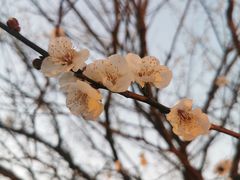 -香雪海