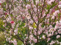 -南汇桃花村