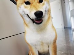 -宠福鑫康馨动物医院·骨科·眼科