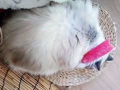 -楼上猫咖(罗湖店)