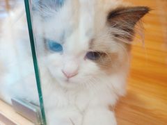 -猫十亿·布偶金渐层·曼基康矮脚猫舍(青年路店)