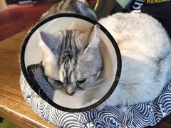 -猫猫幼稚园·撸猫·桌游·电玩