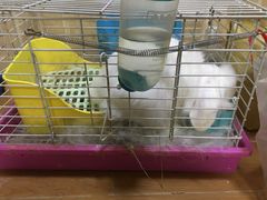 -宠物兔专门店(天丰利市场店)