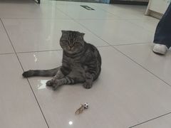 -全心全意连锁动物医院·微创中心·内科急重症·心脏专科(丰管路店)