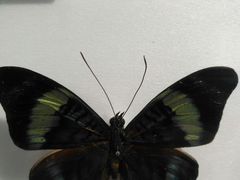 -上海昆虫博物馆