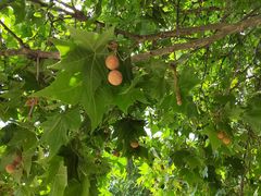 -北京市海淀外国语实验学校