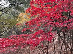 -上海佘山国家森林公园天马山园