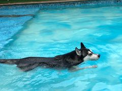 -汪说喵讲宠物乐园宠物酒店(红星美凯龙店)