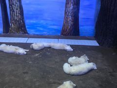 -芜湖新华联大白鲸海洋公园