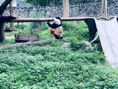 -都江堰中华大熊猫苑
