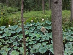 -合肥滨湖国家森林公园