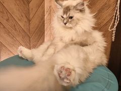 -MOCHA明星猫咖(田子坊店)