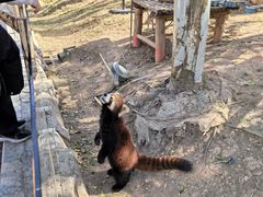 -灵玲国际马戏城