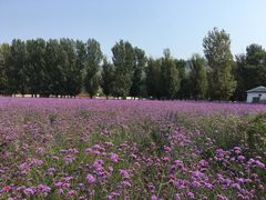 -紫海香堤香草艺术庄园