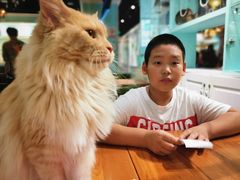-猫小院猫主题餐厅(三里屯店)