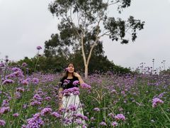 -松山湖梦幻百花洲