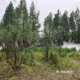 我们今天去那里野餐了，有成片的草地