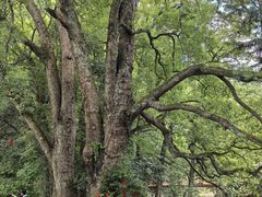 -石台牯牛降景区