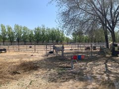 -北京群众马术培训基地